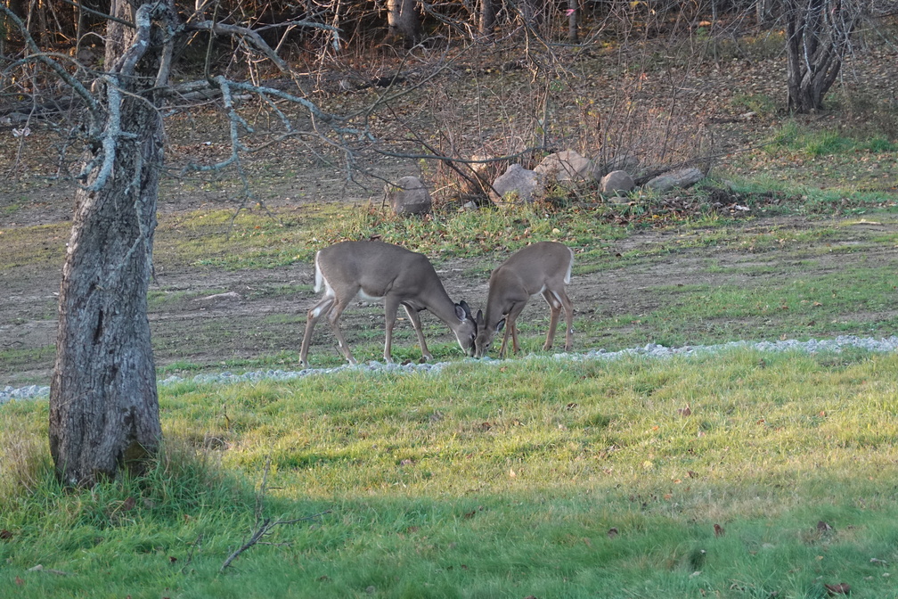 DSC00515.JPG