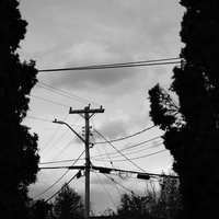 Once a tree