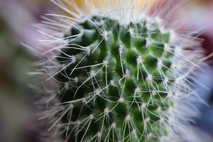 DSCF2135