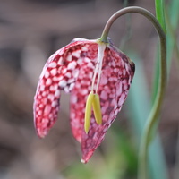 DSCF2167