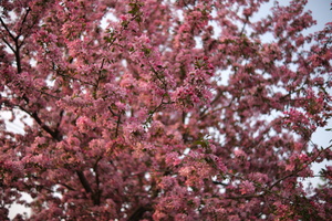 Tree blossom on transitway path