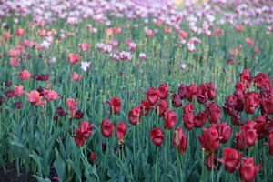 DSCF2787