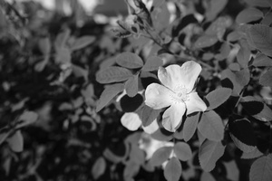 DSCF3156