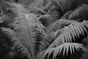 DSCF3147