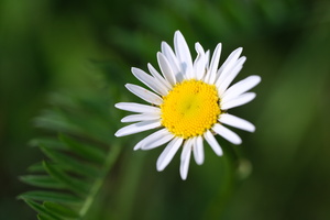 DSCF3264