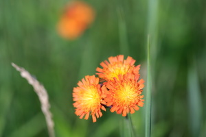 DSCF3246