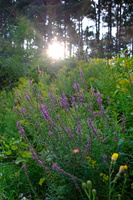DSCF5524