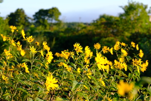 DSCF6028