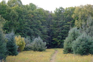 DSCF6208