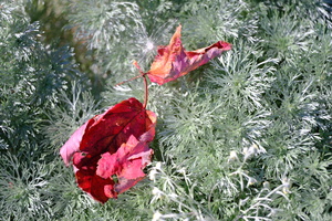 DSCF6776