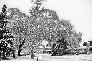 DSCF8504g