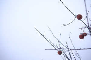 DSCF8773
