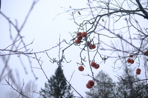 DSCF8774