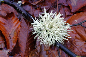 DSCF9512