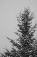 DSCF0807