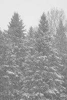 DSCF0800