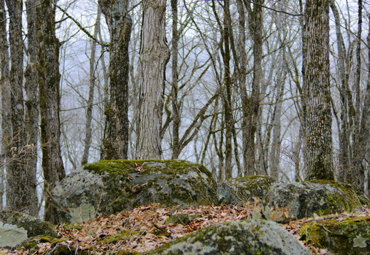 Forest and Field - display this album Forest and Field