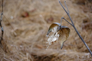 DSCF3447