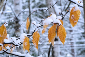 DSCF0278