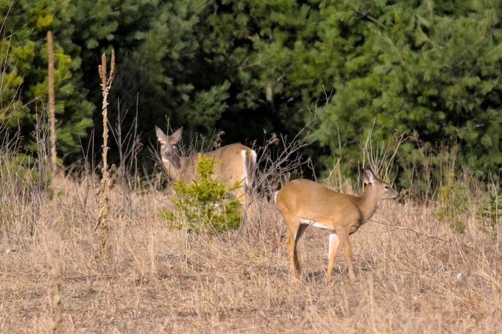DSCF0520.jpg