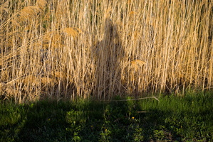 DSCF1800