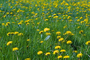 DSCF2201 01