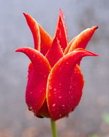 DSCF2423