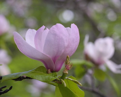 DSCF2493