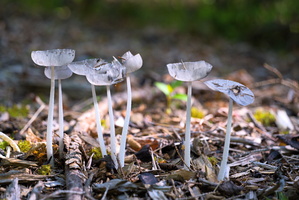 DSCF2765 01