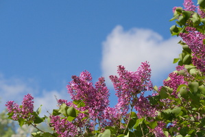 DSCF2789 01
