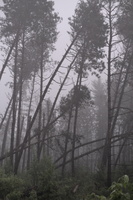 DSCF2987