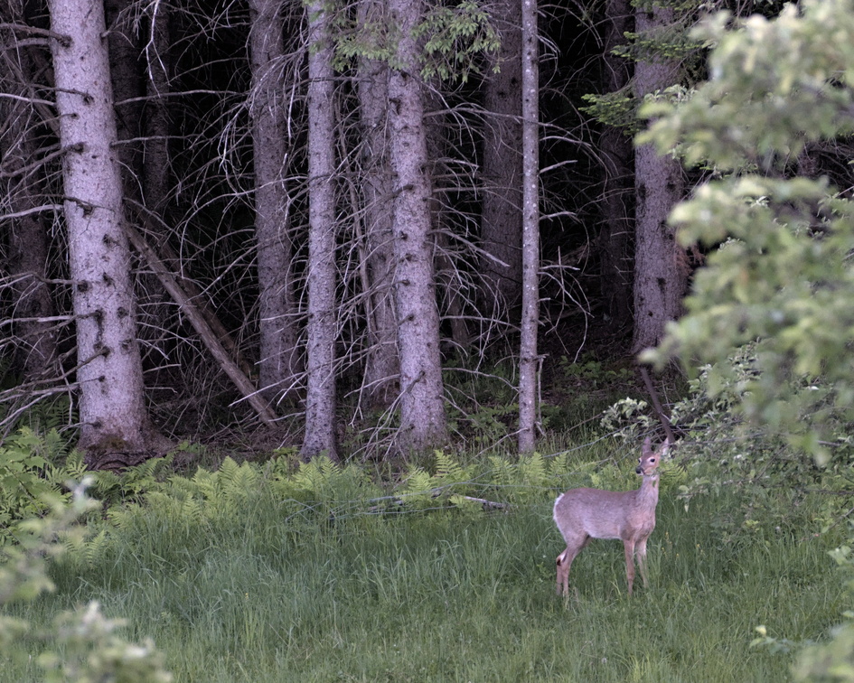 DSCF3342.jpg