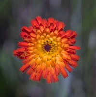 DSCF3357