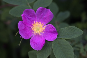 DSCF3485