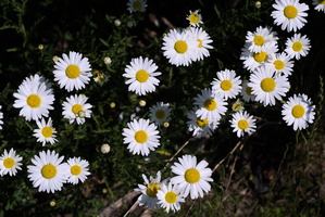 DSCF3529