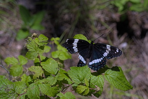 DSCF4325
