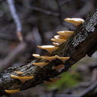 DSCF4452
