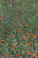 DSCF4464