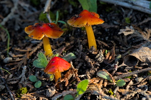 DSCF6047
