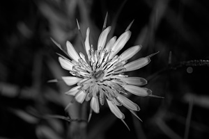 DSCF6101