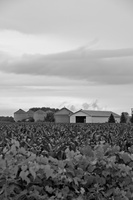 DSCF6489