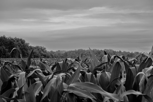 DSCF6508