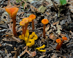 DSCF6555