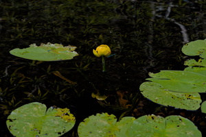 DSCF6574