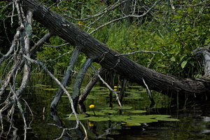 DSCF6580 01