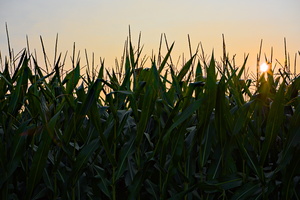 DSCF7587