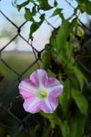 DSCF7902