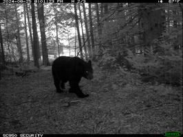 bear Aug 25 8pm