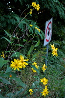 DSCF8230