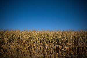 DSCF9687